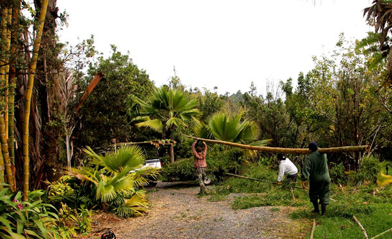 ading-harvested-bamboo-pole